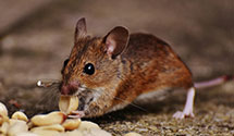 forensic-pest-control-crime-scene-infestation-management Experts in Aberdeen